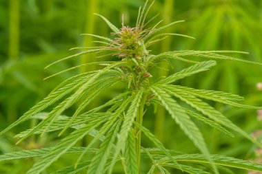 Yeşil kenevir yaprakları yemyeşil, yakın çekim