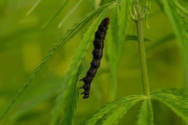 Yemyeşil kenevir yaprakları üzerinde böcek, yakın çekim