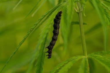 Yemyeşil kenevir yaprakları üzerinde böcek, yakın çekim