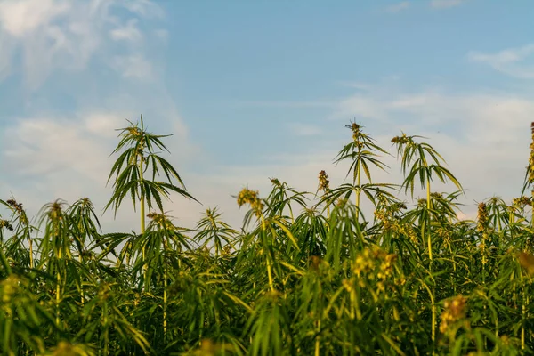 Cannabis Crescendo Sob Céu Azul Nublado — Fotografia de Stock