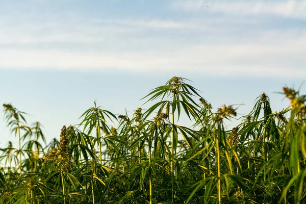 Cannabis Crescendo Sob Céu Azul Nublado — Fotografia de Stock