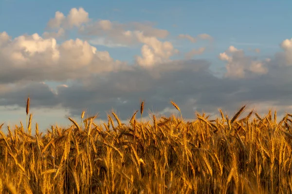 Пшеница Растет Облачным Небом — стоковое фото