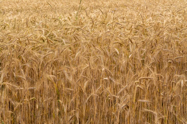 Primer Plano Cultivo Trigo — Foto de Stock