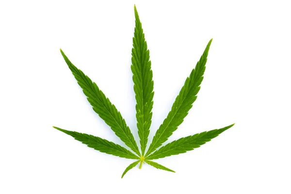 Hoja Cannabis Verde Sobre Fondo Blanco — Foto de Stock