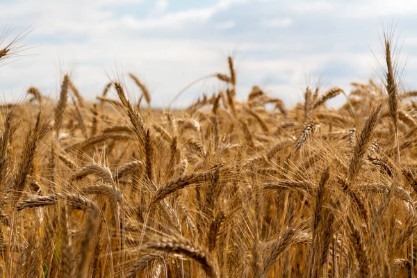 Пшеница Растет Облачным Небом — стоковое фото
