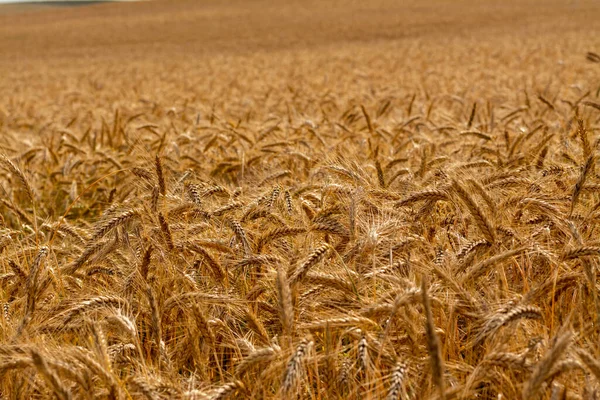 Primer Plano Cultivo Trigo — Foto de Stock