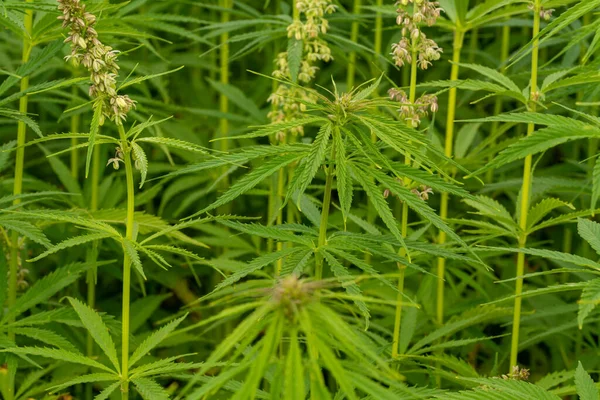 Weelderige Groene Cannabis Bladeren Close Schot — Stockfoto