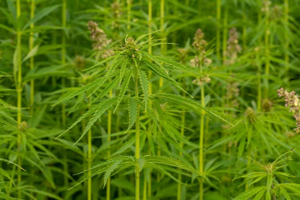 Exuberante Folhas Cannabis Verde Close Shot — Fotografia de Stock