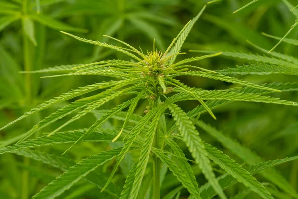 Weelderige Groene Cannabis Bladeren Close Schot — Stockfoto