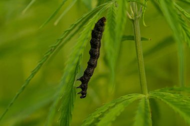 Yemyeşil kenevir yaprakları üzerinde böcek, yakın çekim