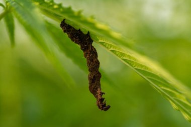 Yemyeşil kenevir yaprakları üzerinde böcek, yakın çekim
