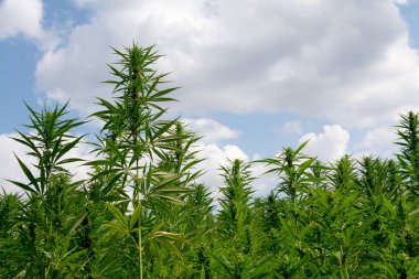 Esrar mavi bulutlu gökyüzünün altında büyüyor