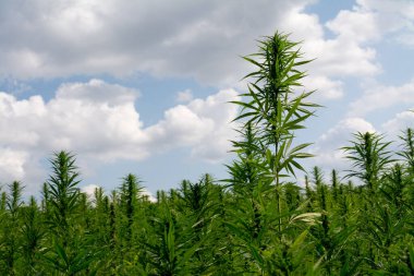 Esrar mavi bulutlu gökyüzünün altında büyüyor