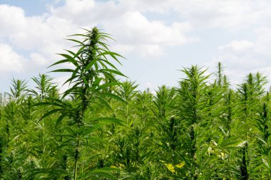 Esrar mavi bulutlu gökyüzünün altında büyüyor