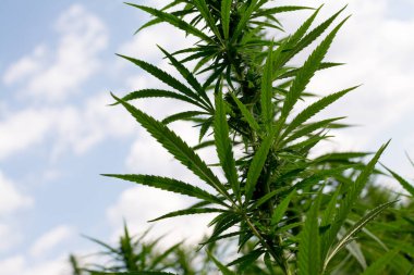 Esrar mavi bulutlu gökyüzünün altında büyüyor