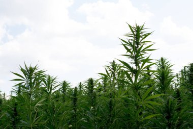 Esrar mavi bulutlu gökyüzünün altında büyüyor