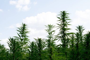 Esrar mavi bulutlu gökyüzünün altında büyüyor