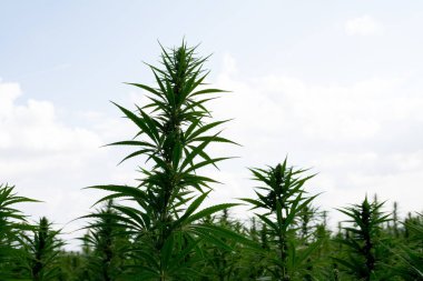 Esrar mavi bulutlu gökyüzünün altında büyüyor