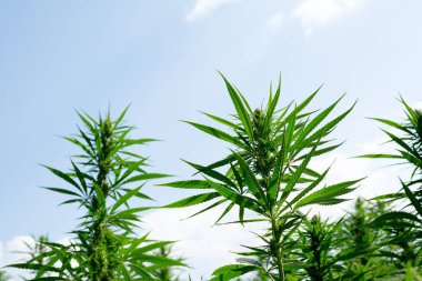 Esrar mavi bulutlu gökyüzünün altında büyüyor