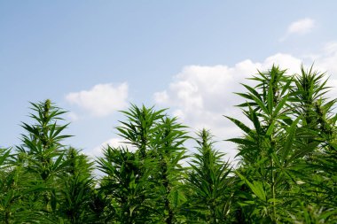 Esrar mavi bulutlu gökyüzünün altında büyüyor