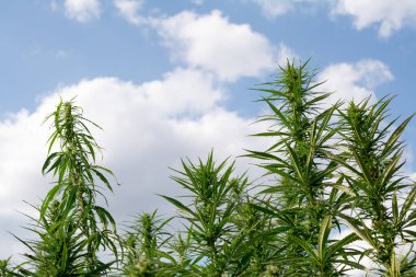 Esrar mavi bulutlu gökyüzünün altında büyüyor