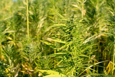 Parlak güneş ışığında büyüyen kenevir, yakın çekim