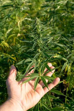 El ele tutuşan yemyeşil kenevir yaprakları
