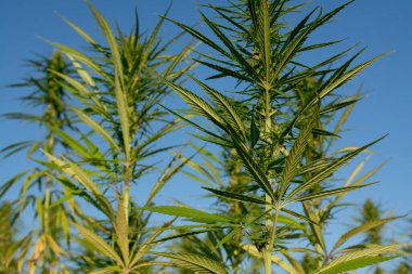 Parlak güneş ışığında büyüyen kenevir, yakın çekim