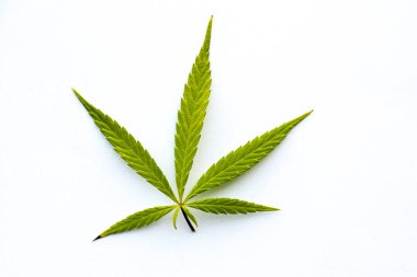 Beyaz arkaplanda yeşil kenevir yaprağı