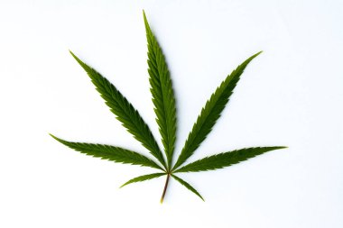 Beyaz arkaplanda yeşil kenevir yaprağı