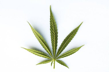 Beyaz arkaplanda yeşil kenevir yaprağı