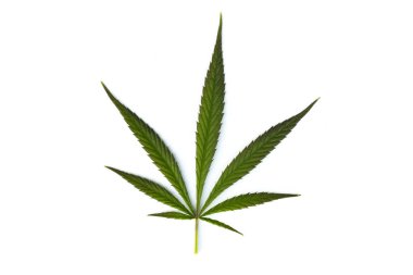 Beyaz arkaplanda yeşil kenevir yaprağı