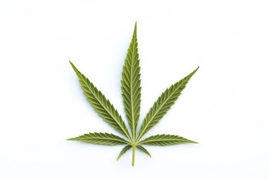 Beyaz arkaplanda yeşil kenevir yaprağı