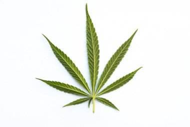 Beyaz arkaplanda yeşil kenevir yaprağı