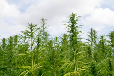 Esrar mavi bulutlu gökyüzünün altında büyüyor