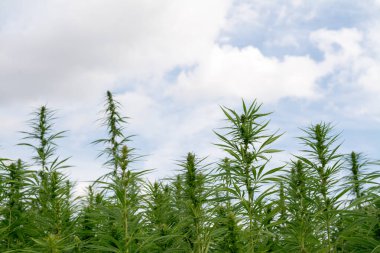 Esrar mavi bulutlu gökyüzünün altında büyüyor