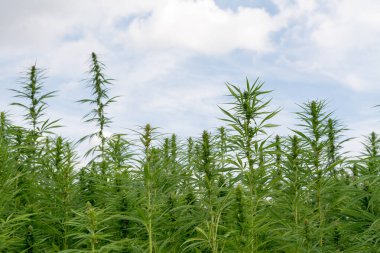 Esrar mavi bulutlu gökyüzünün altında büyüyor