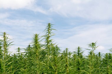 Esrar mavi bulutlu gökyüzünün altında büyüyor