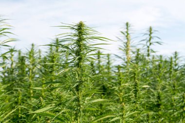 Esrar mavi bulutlu gökyüzünün altında büyüyor