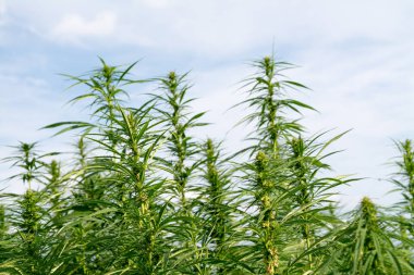 Esrar mavi bulutlu gökyüzünün altında büyüyor