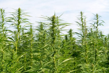 Esrar mavi bulutlu gökyüzünün altında büyüyor