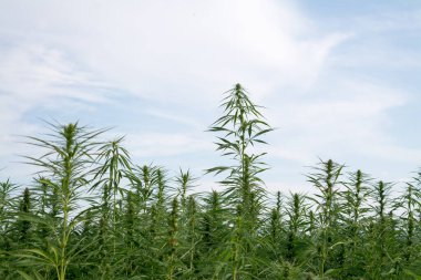 Esrar mavi bulutlu gökyüzünün altında büyüyor