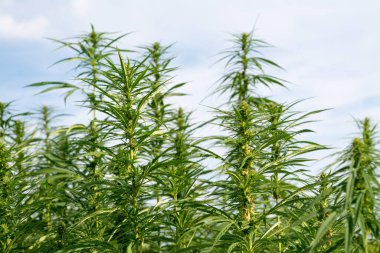 Esrar mavi bulutlu gökyüzünün altında büyüyor