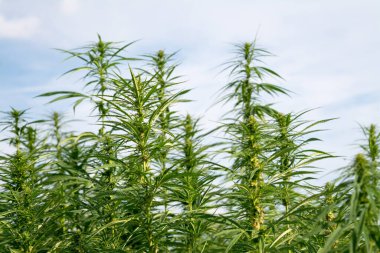 Esrar mavi bulutlu gökyüzünün altında büyüyor