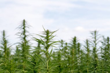 Esrar mavi bulutlu gökyüzünün altında büyüyor