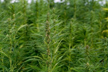 Yeşil kenevir yaprakları yemyeşil, yakın çekim