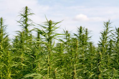 Esrar mavi bulutlu gökyüzünün altında büyüyor