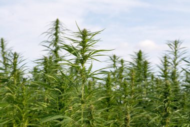 Esrar mavi bulutlu gökyüzünün altında büyüyor