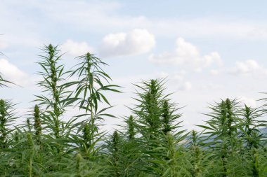 Esrar mavi bulutlu gökyüzünün altında büyüyor