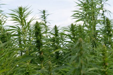 Esrar mavi bulutlu gökyüzünün altında büyüyor